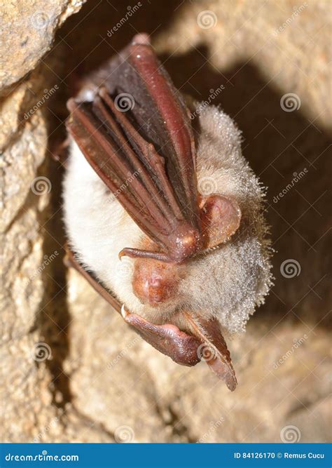 Greater Mouse-eared Bat Myotis Myotis in the Cave Stock Photo - Image