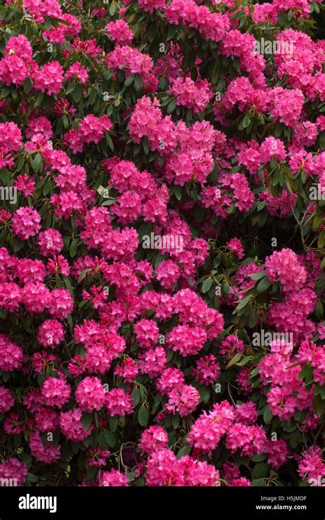 Vibrant pink Azalea bush Stock Photo - Alamy