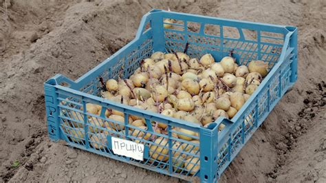 Batatas Para Plantar Brotos Germinados Em Uma Caixa De Pl Stico No