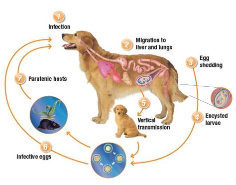 Toxocara Cati Life Cycle