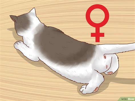 How To Determine The Sex Of A Kitten