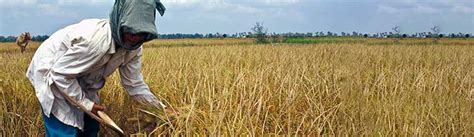 Rice Knowledge For Cambodia Irri Rice Knowledge Bank