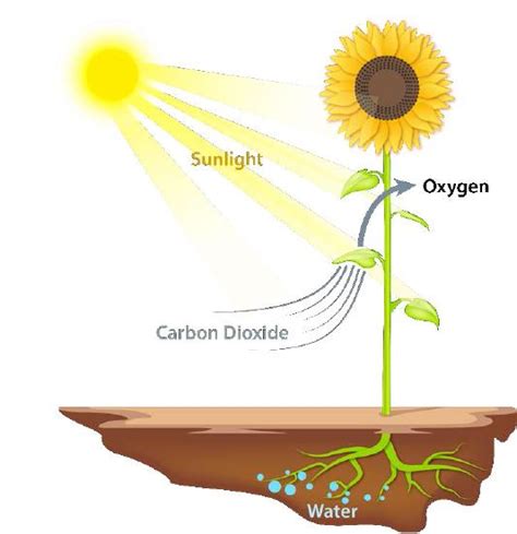 51 Basics Of Energy Biology Libretexts