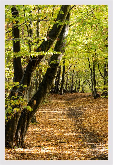 Glorious Autumn Hockley Woods Essex Dave Knight Flickr