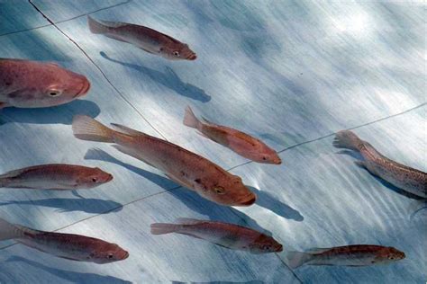 Fish Gene Editing Lifeasible