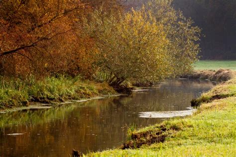 Free Images Landscape Tree Nature Grass Marsh Swamp Wilderness