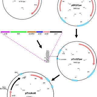 Simplified scheme of the steps required in the construction of plasmid ...