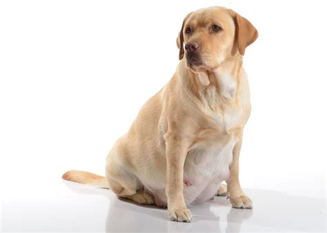 7 Things To Take Care of During Your Dog’s Gestation Period http://petsutra.com/wp-content