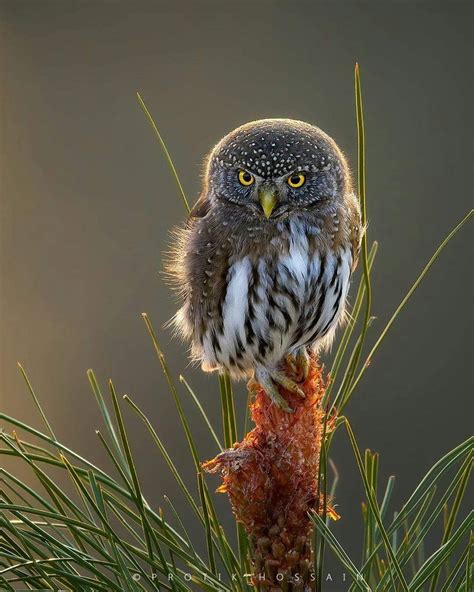 PYGMY OWL Northern Pygmy owl, content after catching two huge voles in the span of just 20 ...