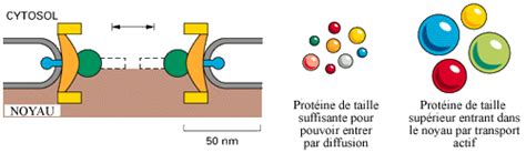 Mecanisme Moleculaire Du Transport Nucleaire