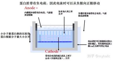 最全western Blot经验大盘点，wb有这一篇就够了 知乎