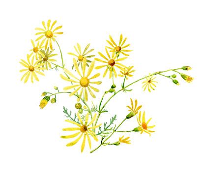 "Yellow Daisies" Images – Browse 12 Stock Photos, Vectors, and Video ...