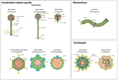 Viruses Free Full Text Bacterial Virus Ontology Coordinating