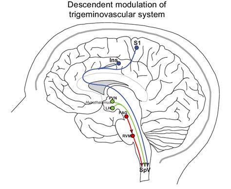 Schematic Representation Of Descending Neuronal Pathways That Modulate