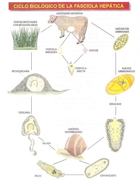 FASCIOLOSIS Primera Parte Perulactea