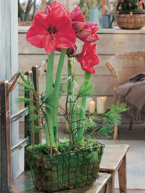 Trendige Deko Ideen Mit Amaryllis Amaryllis Weihnachtsblumen