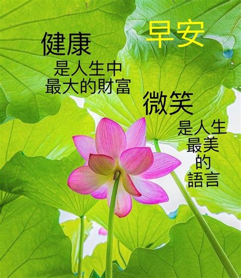 Pin By Francesca Goh On Chinese Quote Chinese Quotes Herbs Quotes