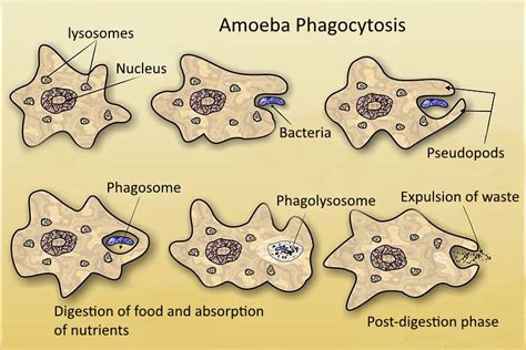 Difference Between Intracellular and Extracellular Digestion | Definition, Type, Place of ...