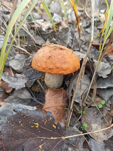 Hongo Comestible Orangecap Boletus Leccinum Aurantiacum Con Una Gorra