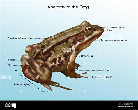 Frog Anatomy, Illustration Stock Photo - Alamy