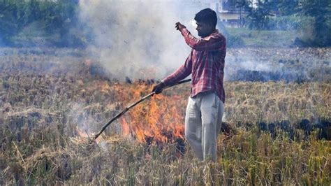 पंजाब में 20 मिलियन टन होती है धान की पराली मैनेजमेंट के लिए क्या कर