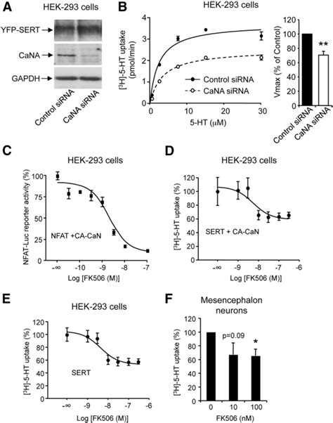 Silencing Calcineurin Expression And A Pharmacological Inhibitor Of