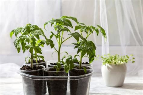 3 Clever Ways To Grow Tomatoes Through Winter - Tomato Bible