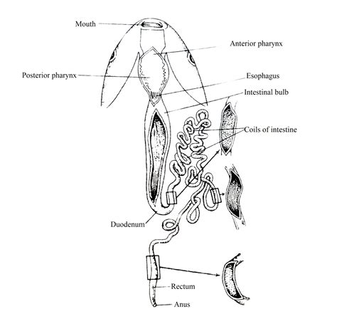 Digestive System Of Fishes Biology Edu Care