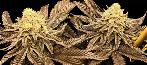 Reverse Genetics – Black Oreoz Strain – Fem Photo – 6 Pack