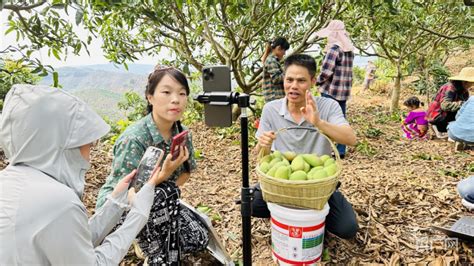 闻见·水果香丨广西百色迎来芒果开采节 预计产量将达125万吨央广网