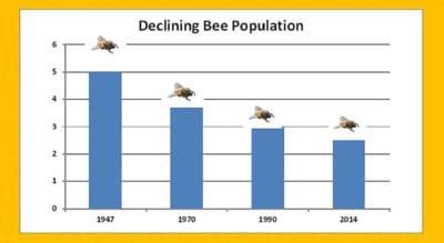 The Bumblebee Is Now An Endangered Species True Activist