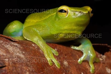 Greater Hatchet Faced Treefrog Sphaen Stock Image Science Source