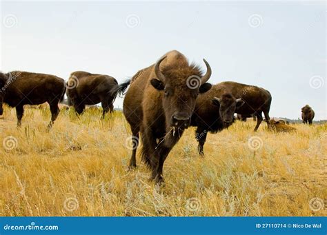 Herd of bison or buffalo stock photo. Image of yellow - 27110714