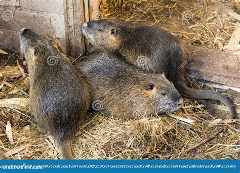 Nutria Farm Close Up Cultivation Of Nutria As Valuable Fur And Stock