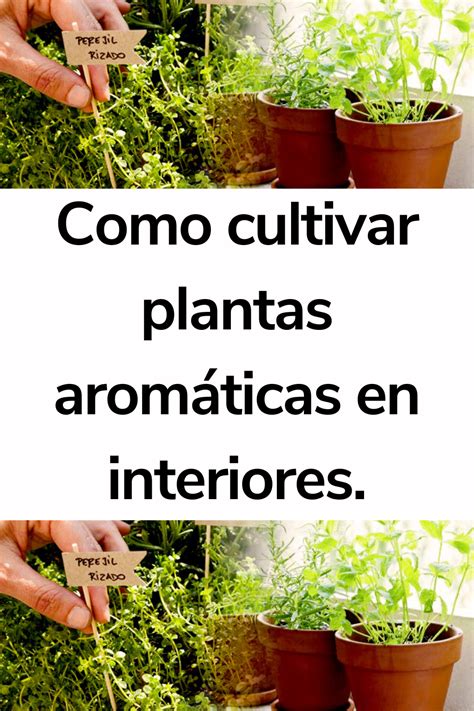 Como Cultivar Plantas Aromáticas En Interiores