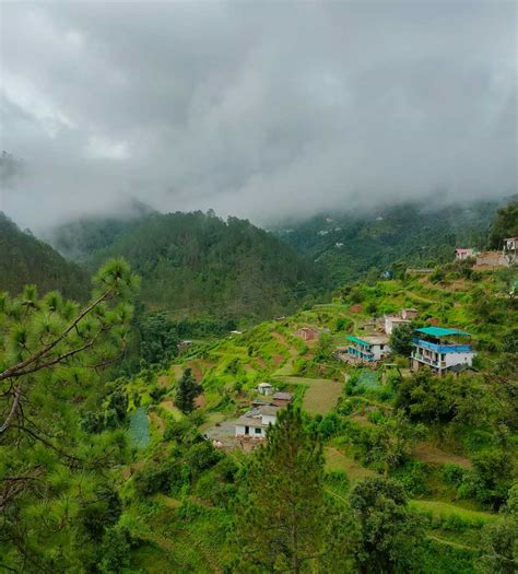 Himalayan Monastery - Buy The Plant Online