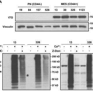 Mes Gscs Exclusively Express Ttg Relative To Pn Gscs And Are Sensitive