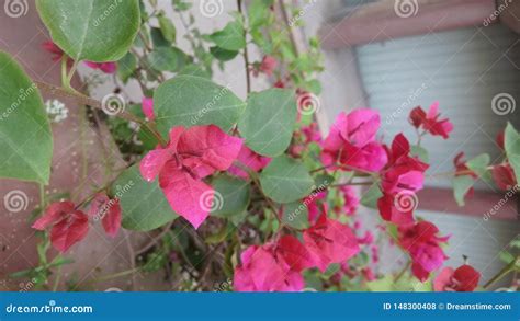 Bougainvillea Ornamentacyjni Winogrady Krzaki Kwiaty Zdj Cie Stock