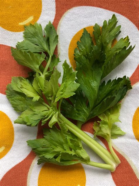 Leaves of Celery: How to use celery leaves- My Veg Table