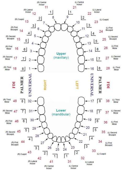 Understanding tooth numbers and tooth names – Artofit