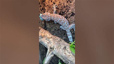 My Tokay Geckos Eat Blue Gummy Caterpillars Tokay Gecko Feeding