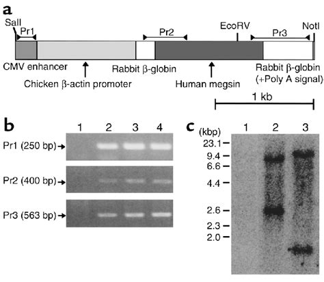 Generation And Characterization Of Human Megsin Transgenic Mice A