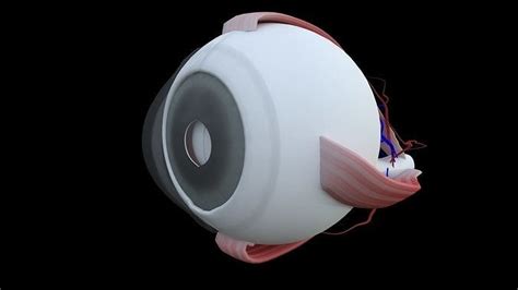 Eye Anatomy 3D model | CGTrader