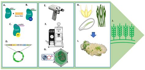 Schematic overview of the genome editing methods for genome editing in... | Download Scientific ...