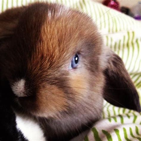 Brown-Haired Blue-Eyed Bunny — The Daily Bunny