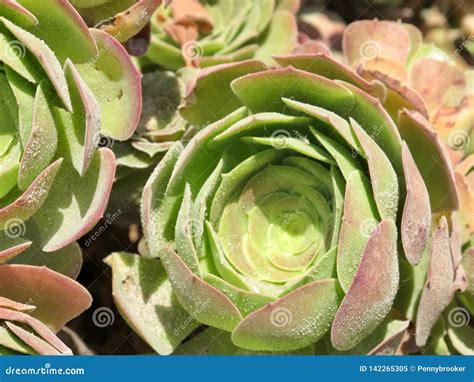 Green and Pink Succulent Plant Stock Image - Image of plant, nature ...