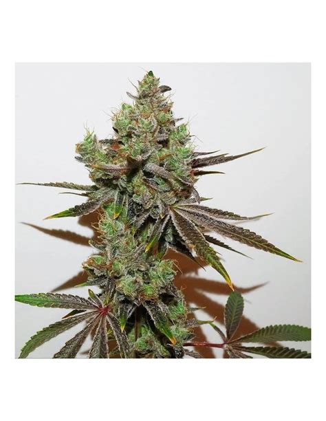 Dark Shadow Haze (Rare Dankness Seeds) Regular Seeds