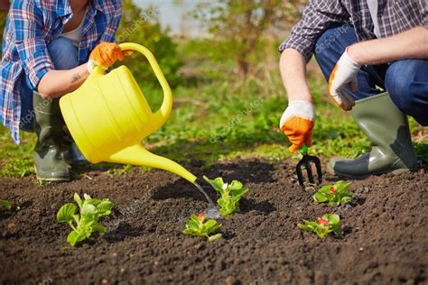 Farmers taking care of plants — Stock Photo © pressmaster #46339737