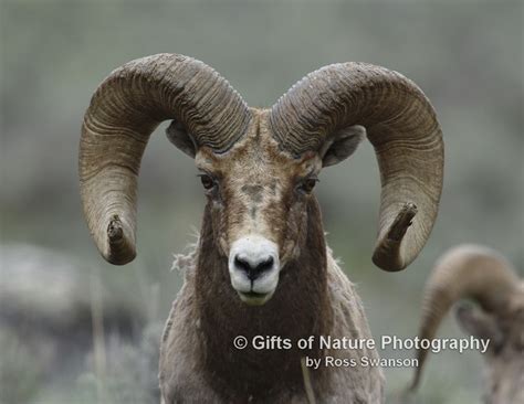 Sheep Ram Head Profile X9a6717 Flickr Photo Sharing Animal