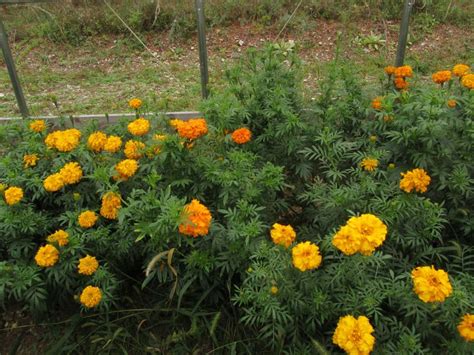 African Marigold Flower Seeds 468 · Turtle Tree Seed Initiative